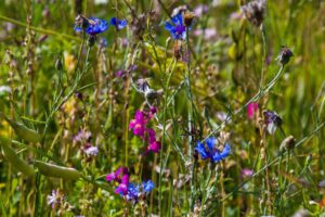 Mehr über den Artikel erfahren Unsere Wildblumenwiese 2021