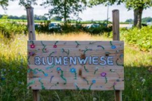 Mehr über den Artikel erfahren Unsere Wildblumenwiese vor dem Schulgebäude