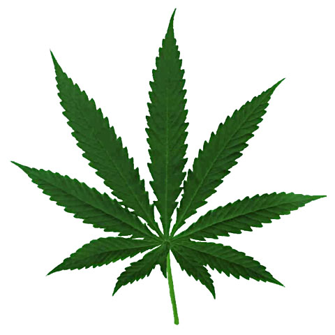 u1-Cannabis01