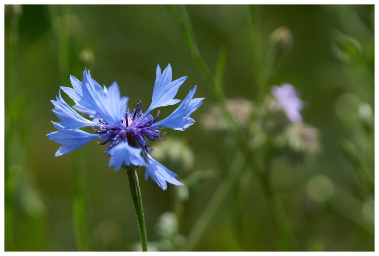 wildblumen_mit_rand_20_px_004