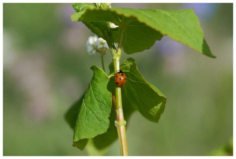 wildblumen_mit_rand_20_px_005