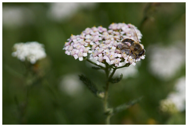 wildblumen_mit_rand_20_px_007