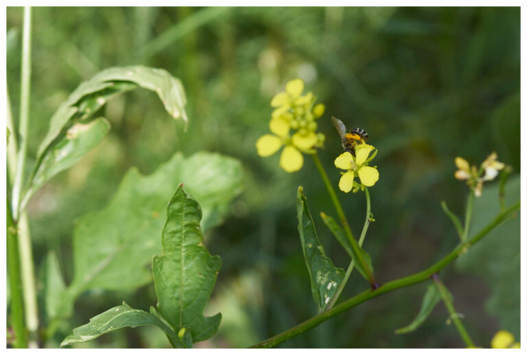 wildblumen_mit_rand_20_px_008