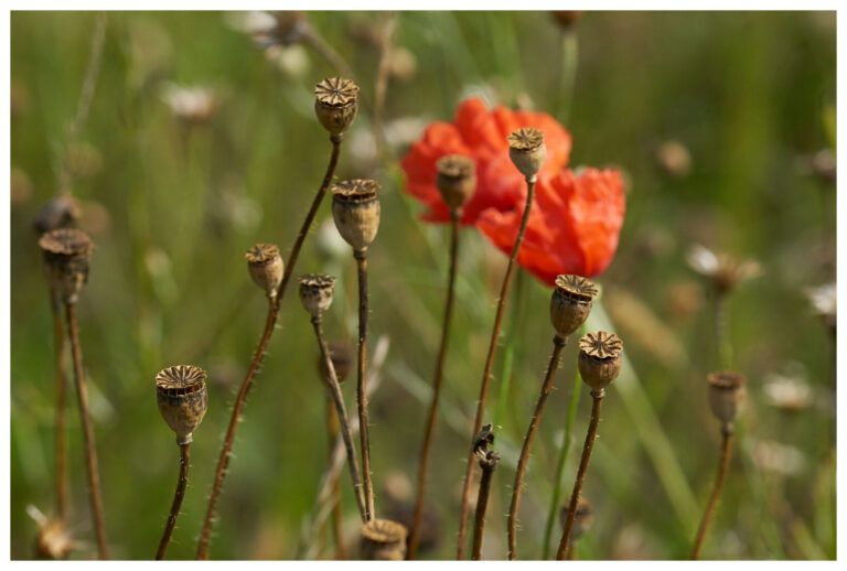 wildblumen_mit_rand_20_px_009