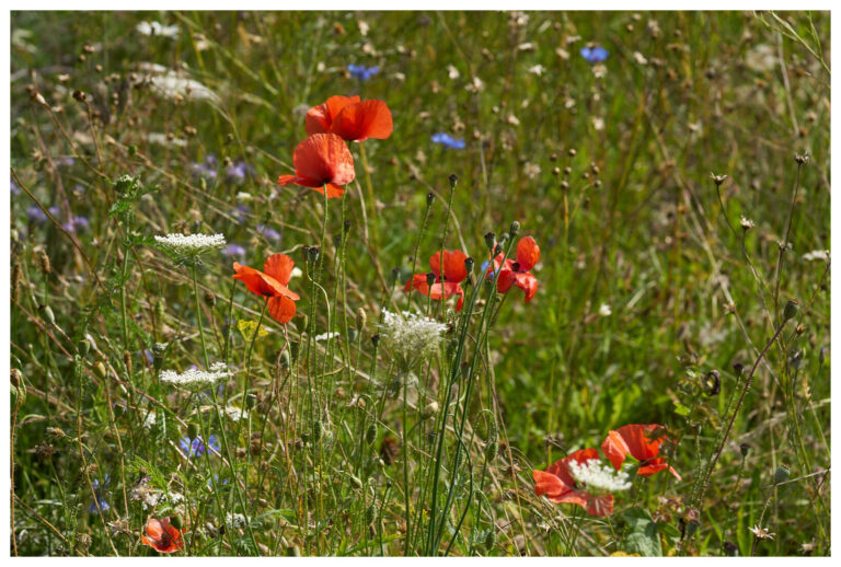 wildblumen_mit_rand_20_px_010