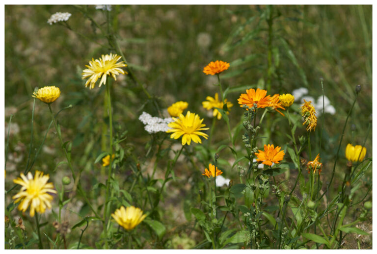 wildblumen_mit_rand_20_px_012