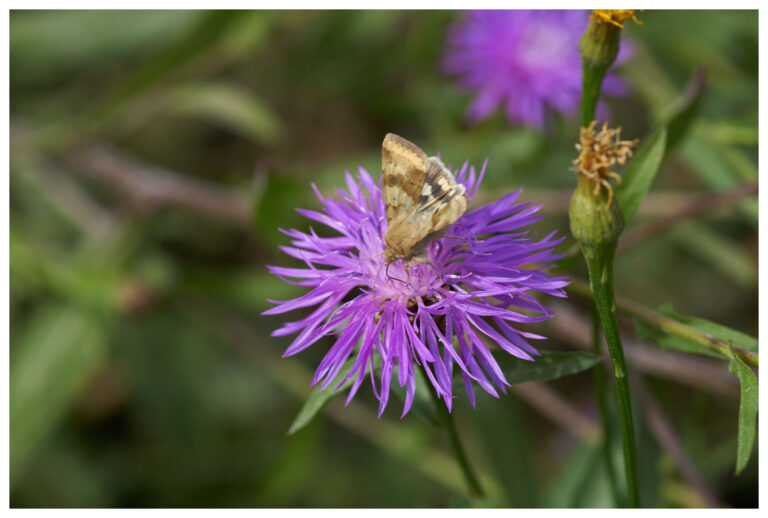 wildblumen_mit_rand_20_px_013