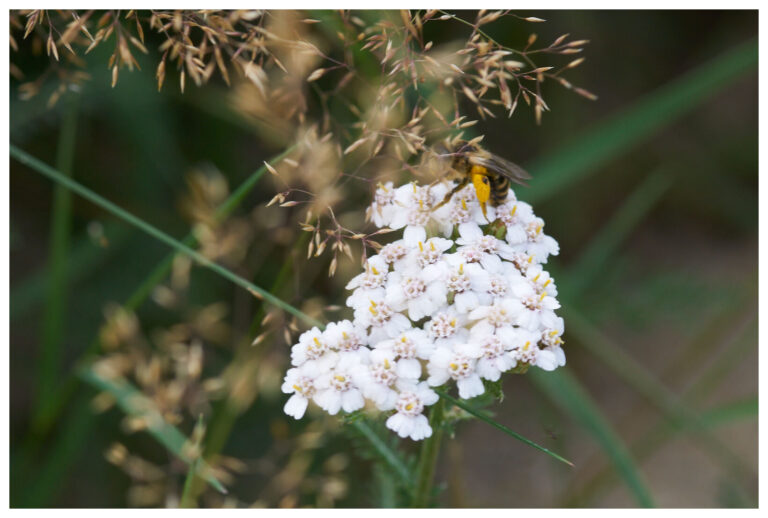 wildblumen_mit_rand_20_px_015