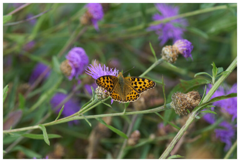 wildblumen_mit_rand_20_px_017