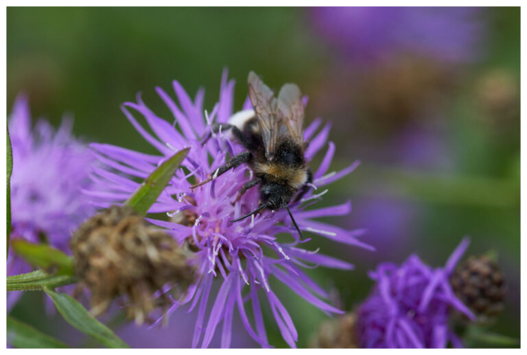 wildblumen_mit_rand_20_px_018